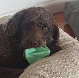 Chubacca at Fursentials