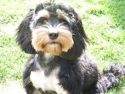 Shadow at Fursentials