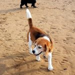 Tilly Beagle at Fursentials