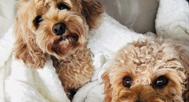 Dog Stayz FurSentials for FurSleepovers