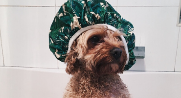 Dog baths at FurSentials for FurSleepovers