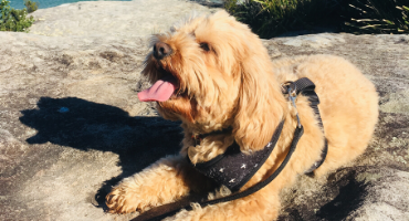 Dog Walking with FurSentials & Teddy