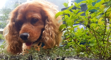 BABA at Fursentials
