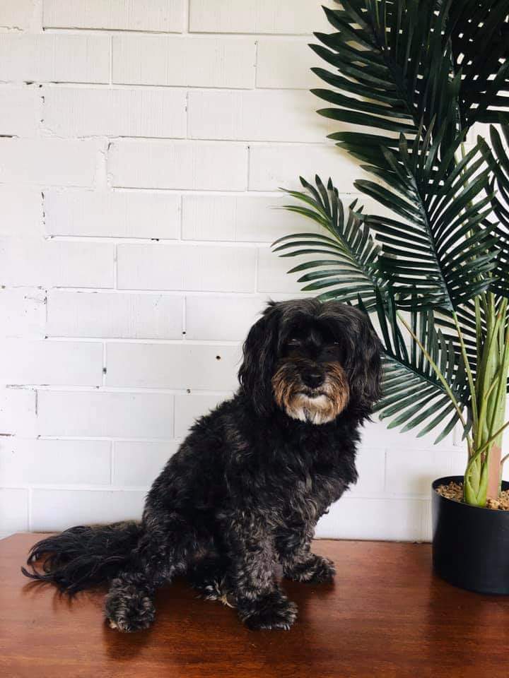 Clarabelle Before FurSentials Groom