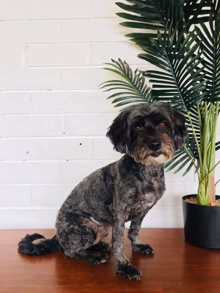 Clarabelle after Summer FurSentials Groom