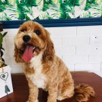 Georgie after FurSentials Groom