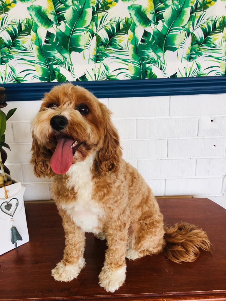 Georgie after FurSentials Groom