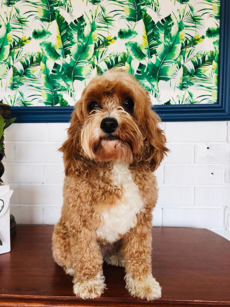 Georgie before FurSentials groom